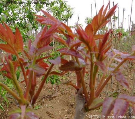 香椿树能长多高|探秘香椿树的生长速度（一年能长多高）